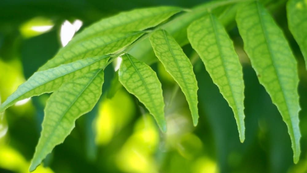 benefits-of-curry-leaves-for-hair-and-how-to-use-it